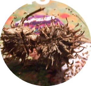 BLOG-FRUITS.jpg
