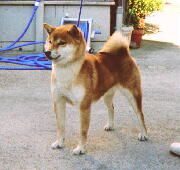 DIFFERENCES-DE-TYPES-DE-CHIENS-1435.jpg
