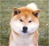shiba-makoto-aka-danshaku