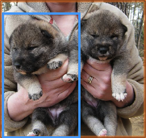 Nymeria1-copie-1.png