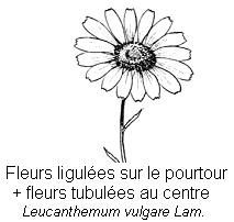 Fleur Asteracees exemple 2