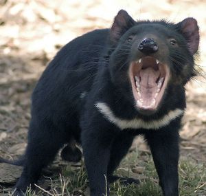 diable-tasmanie.jpg