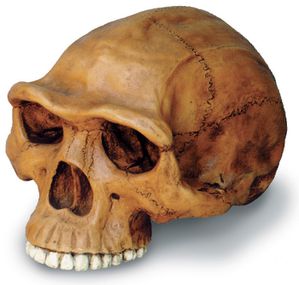 homo-erectus-skull