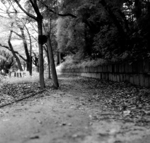 null Chemin.jpg