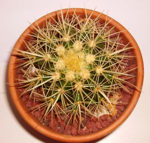 Echinocactus-grusonii-4.jpg