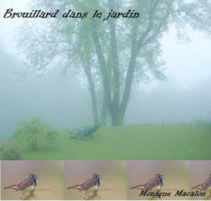 brouillard-dans-le-jardin.jpg