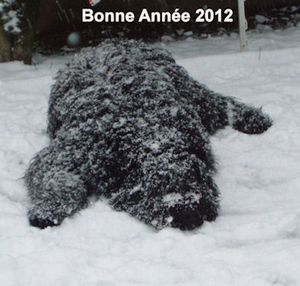 BdF-Foster-neige.jpg