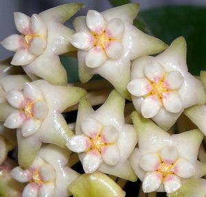 hoya acuta Bangkok