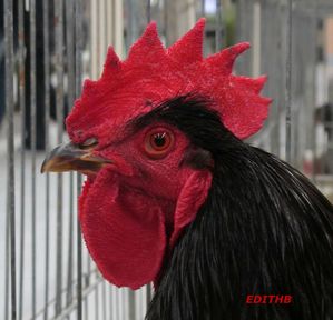 coq nul wannonce aveyron coq nul wannonce aveyron