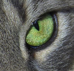 624px-Cats_eye.jpg