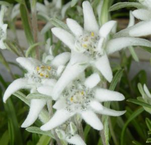 edelweis