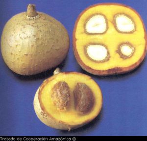 Clusiaceae_Mamea-americana_Fruit_R1_TCA.jpg