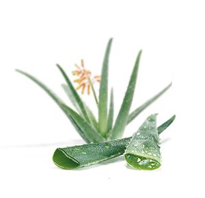 Aloe-vera-cleanser