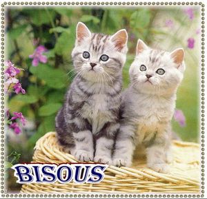 Résultat de recherche d'images pour "chats bisous photo"