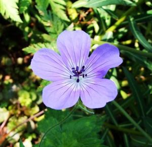 G. 'Shocking Blue'