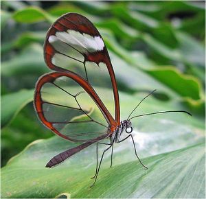 Papillon-Transparent2