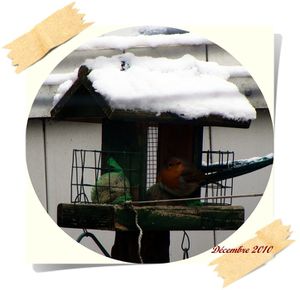 jardin-enneige--et-oiseaux-006-copie-1.JPG