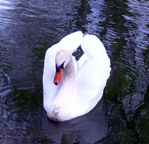 DSCN0991.JPG