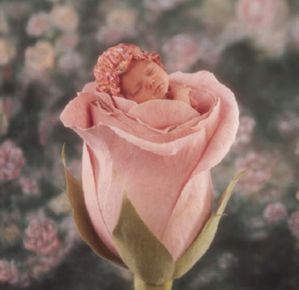 Anne-Geddes-rose151 [640x480]