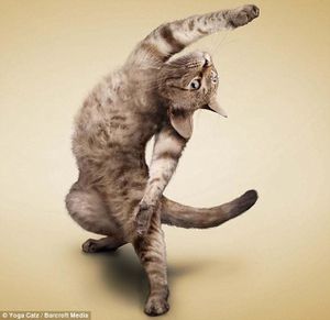 chats-font-yoga-calendrier-L-4-copie-2.jpg