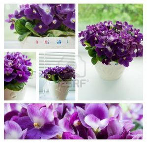 11137577-violet-collages-violettes-1-.jpg
