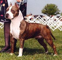 americanstaffordshire.jpg
