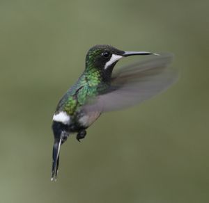 Green-Thorntail femelle