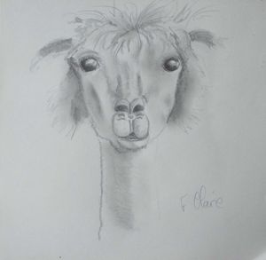 Jeune lama dessin au crayon hb F. Claire