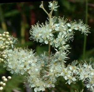 Phytothérapie : la Reine des prés une action antalgique (contre les douleurs) intéressante dans le cas de douleurs rhumatismales et articulaires ainsi qu’une action diurétique