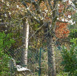 Chat-Dandy-cerisier