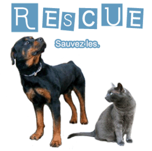 rescue11