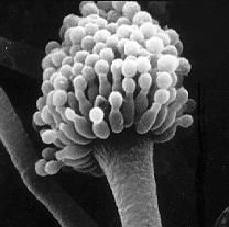 Aspergillus-2
