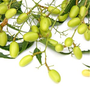 le-neem-l-arbre-aux-1001-vertus.net.jpg