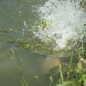 fraie-de-carpe-en-etang-printemps-2012-eau-a-18-19-degre.jpg