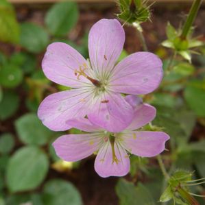 geranium elizabeth ann - mai 2014