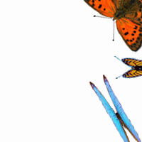 Le-vol-des-papillons.gif