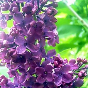 lilas mauves 2 coin de jardin