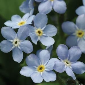 myosotis.jpg