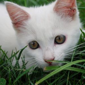 Fanchette dans l'herbe