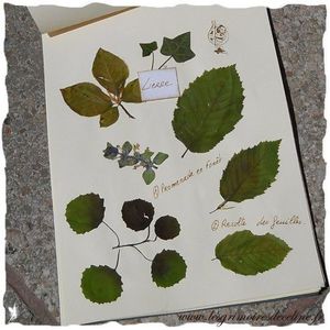 Herbier3.jpg