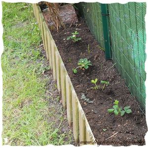 Plantation-fraise.jpg