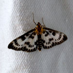Anania hortulata - Crambidae 1