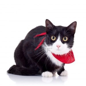 8043259-cute-chat-noir-et-blanc-avec-une-echarpe-rouge-sur-