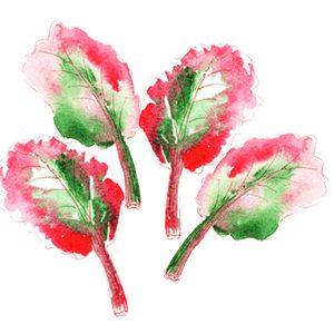 illustration rhubarbe à l'aquarelle