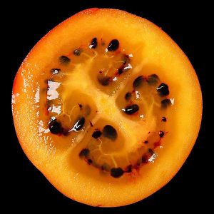 tomate arbre (1)