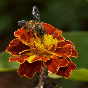 Asiatic-honey-bee