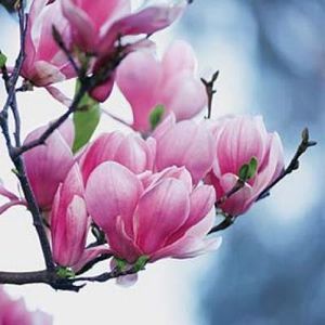 magnolia.jpg