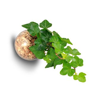 plante magnetique lierre-vert2