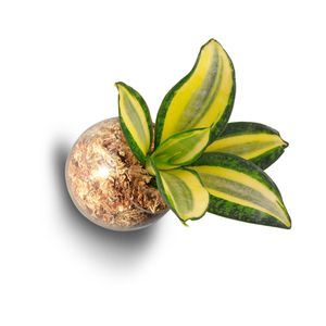 plante magnets sanseveria-panache2