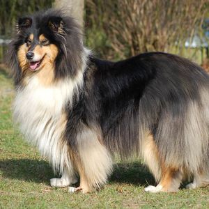 Mère des chiots colley